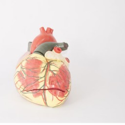 Corazón humano